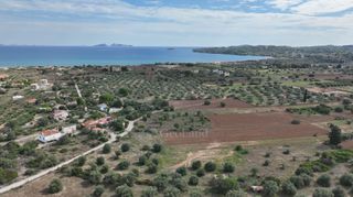 Αγροτεμάχια 6.000 τ.μ. για πώληση, Αργολίδα, Κρανίδι-thumb-6