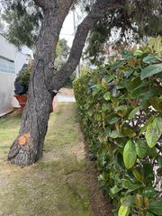 Αναλαμβάνω την συντήρηση κήπων και μπαλκονιών-thumb-2