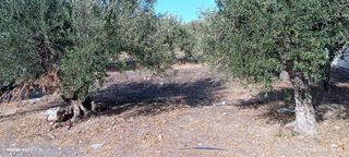 Οικόπεδο 1.800 τ.μ. για πώληση, Ν. Λασιθίου, Ιεράπετρα-thumb-2