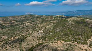 Αγροτεμάχια 10.600 τ.μ. προς πώληση, Βερβερούδα-thumb-10