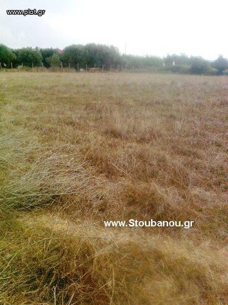 Αγροτεμάχια 3.658 τ.μ. για πώληση, Ν. Ηλείας, Αμαλιάδα