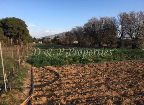 Αγροτεμάχια 10.000 τ.μ. για πώληση