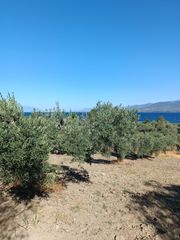 Αγροτεμάχια 1.135 τ.μ. για πώληση, Εύβοια, Λιχάδα-thumb-8
