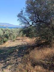 Αγροτεμάχια 1.135 τ.μ. για πώληση, Εύβοια, Λιχάδα-thumb-10