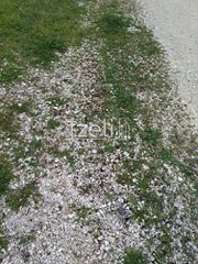 Οικόπεδο 400 τ.μ. για πώληση, Αχαΐα, Παραλία-thumb-19