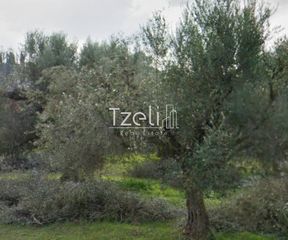 Αγροτεμάχια 5.364 τ.μ. για πώληση, Αχαΐα, Ρίο-thumb-17