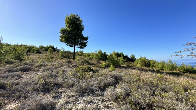 Αγροτεμάχια 9.600 τ.μ. πρός πώληση, Χαλκιδική, Κασσάνδρα