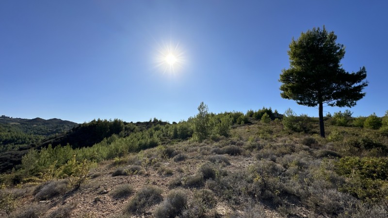Αγροτεμάχια 9.600 τ.μ. πρός πώληση, Χαλκιδική, Κασσάνδρα