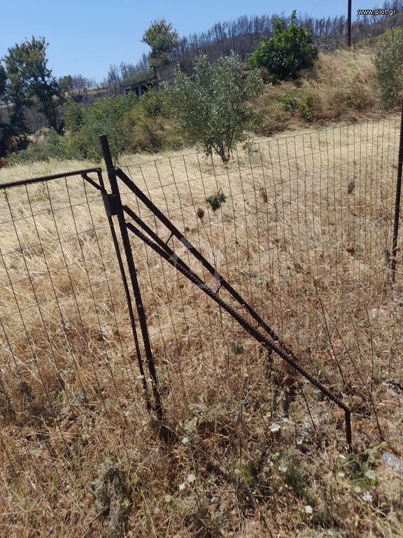 Οικόπεδο 1.000 τ.μ. προς πώληση, Αγία Άννα Νηλέως