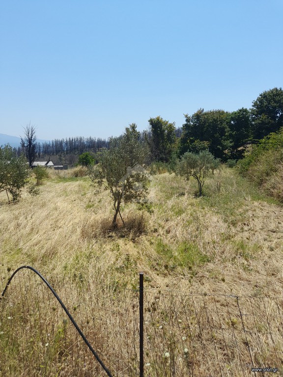 Οικόπεδο 1.000 τ.μ. προς πώληση, Αγία Άννα Νηλέως