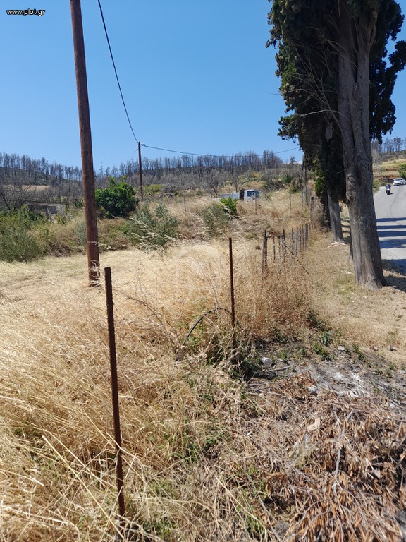 Οικόπεδο 1.000 τ.μ. προς πώληση, Αγία Άννα Νηλέως