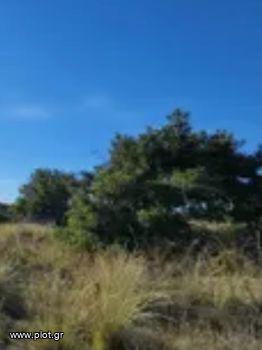 Οικόπεδο 65.000 τ.μ. για πώληση