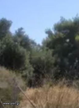 Οικόπεδο 42.000τ.μ. για πώληση-Παλαιά φώκαια » Θυμάρι