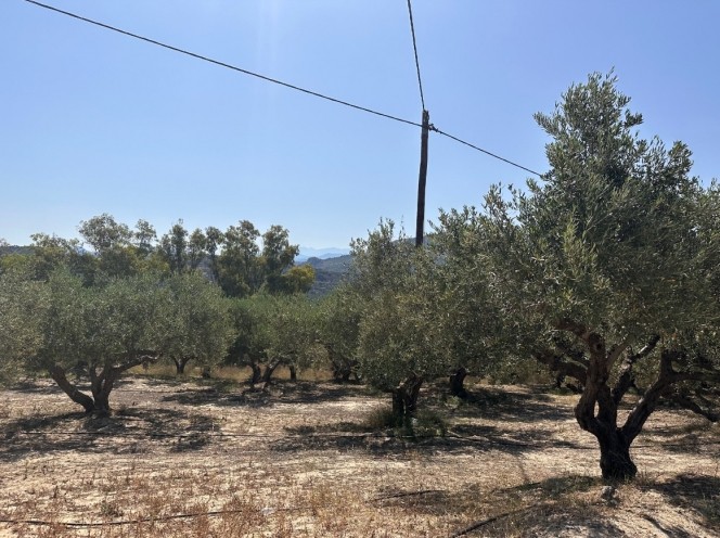 Οικόπεδο 693 τ.μ. προς πώληση, Λουσακιές
