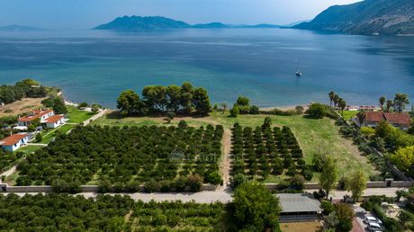 Αγροτεμάχια 5.000τ.μ. για πώληση-Επίδαυρος » Αρχαία επίδαυρος
