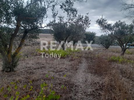 Αγροτεμάχια 5.000τ.μ. για πώληση-Καλλικράτεια » Λάκκωμα