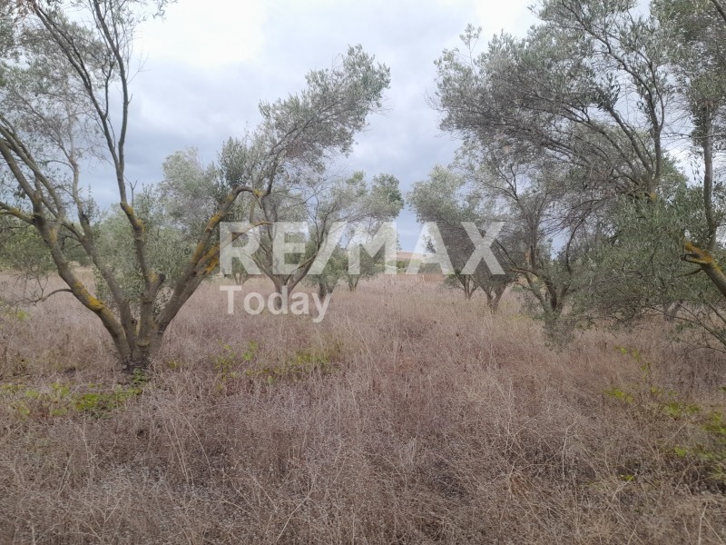 Αγροτεμάχια 5.000 τ.μ. προς πώληση, Λάκκωμα Καλλικράτειας