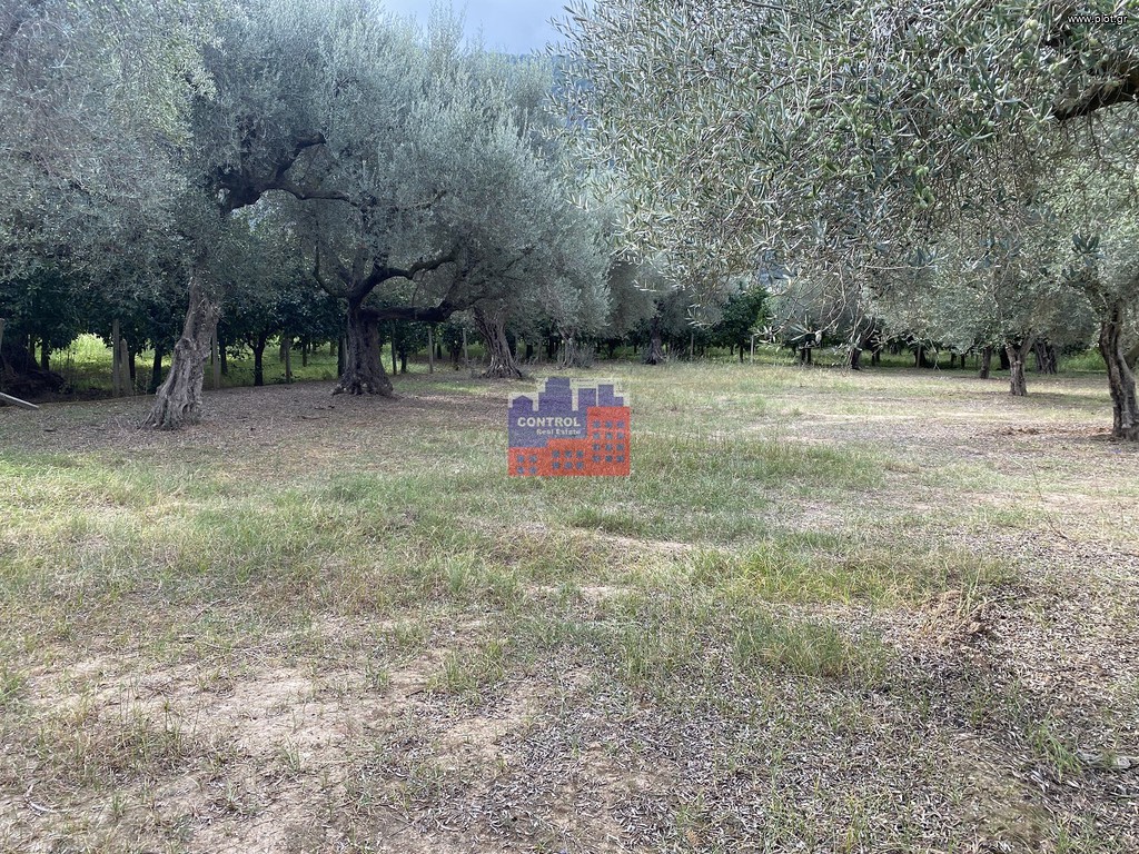 Αγροτεμάχια 2.500 τ.μ. προς πώληση, Ελίκη
