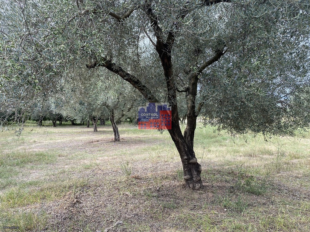 Αγροτεμάχια 2.500 τ.μ. προς πώληση, Ελίκη