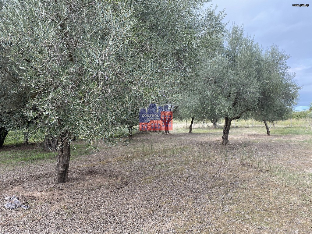 Αγροτεμάχια 2.500 τ.μ. προς πώληση, Ελίκη