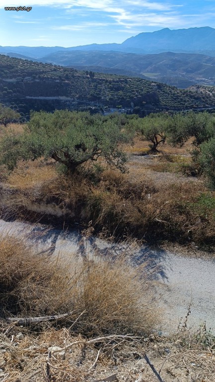Οικόπεδο 1.000 τ.μ. προς πώληση, Βασιλείες