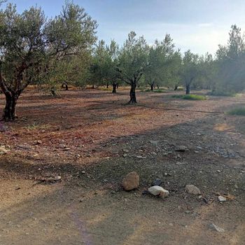 Αγροτεμάχια 37.000τ.μ. για πώληση-Μοίρες » Πετροκεφάλι
