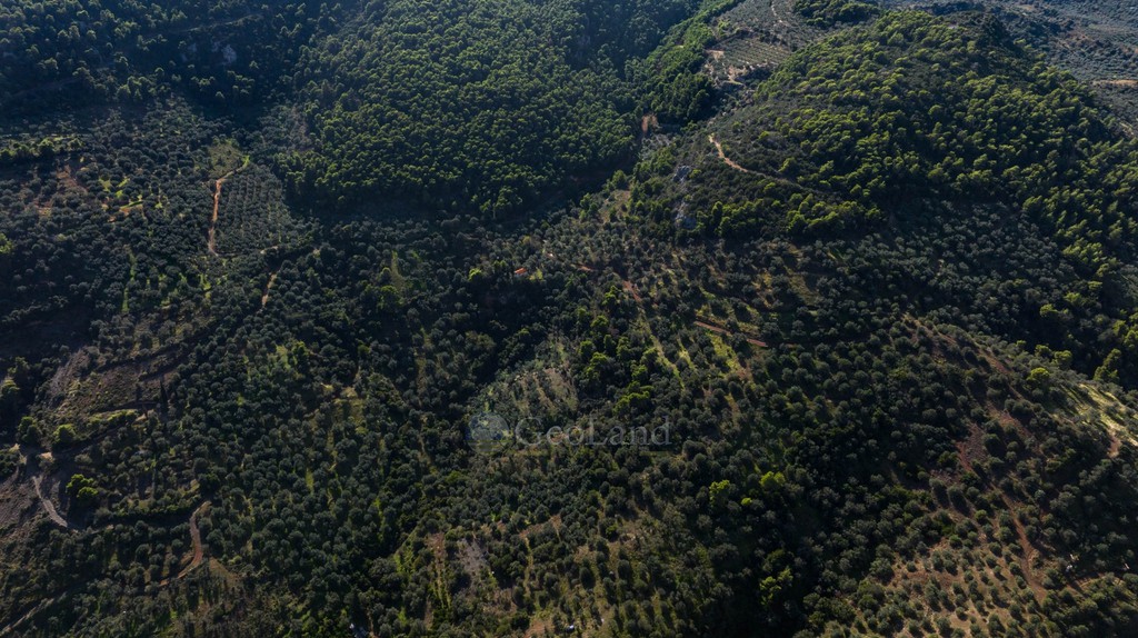 Αγροτεμάχια 15.000 τ.μ. προς πώληση, Επάνω Επίδαυρος