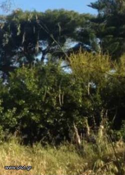 Land plot 15.800sqm for sale-Legrena