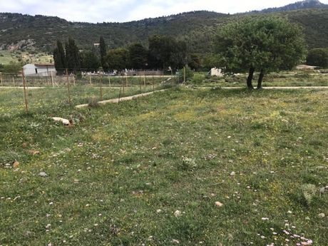 Οικόπεδο 572τ.μ. για πώληση-Βάρη- βάρκιζα » Ασύρματος αλίανθου