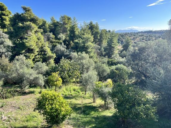 Land plot 10.000 sqm for sale, Evia, Eretria