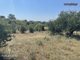 Αγροτεμάχια 16.500 τ.μ. για πώληση