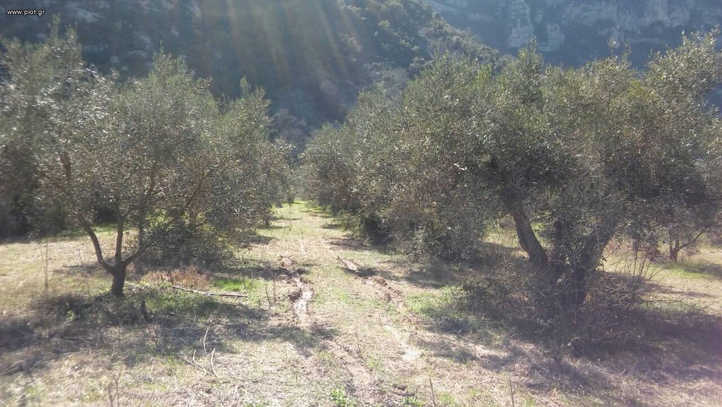 Αγροτεμάχια 8.500 τ.μ. προς πώληση, Άνω Βαρδάτες