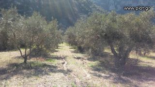 Αγροτεμάχια 8.500 τ.μ. για πώληση