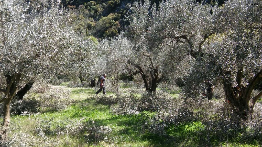 Αγροτεμάχια 8.500 τ.μ. προς πώληση, Άνω Βαρδάτες
