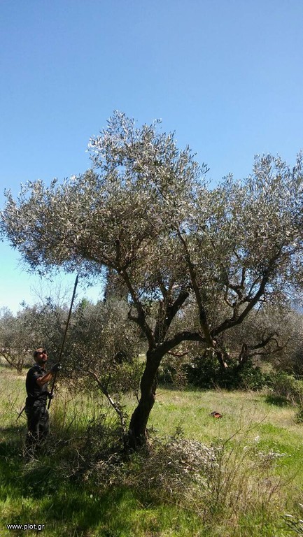 Αγροτεμάχια 8.500 τ.μ. προς πώληση, Άνω Βαρδάτες