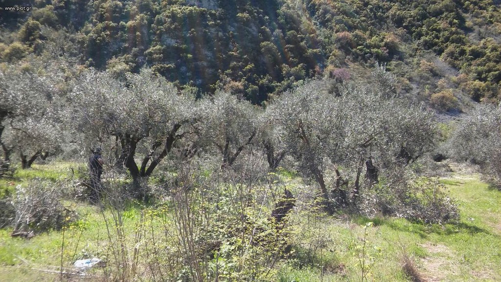 Αγροτεμάχια 8.500 τ.μ. προς πώληση, Άνω Βαρδάτες