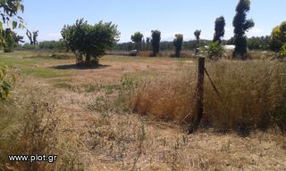 Αγροτεμάχια 17.800 τ.μ. για πώληση, Ν. Ηλείας, Λεχαινά-thumb-1