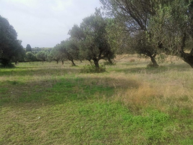 Αγροτεμάχια 7.231 τ.μ. προς πώληση, Μολύκρειο