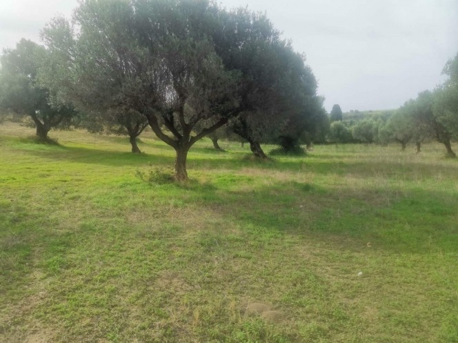 Αγροτεμάχια 7.231 τ.μ. προς πώληση, Μολύκρειο