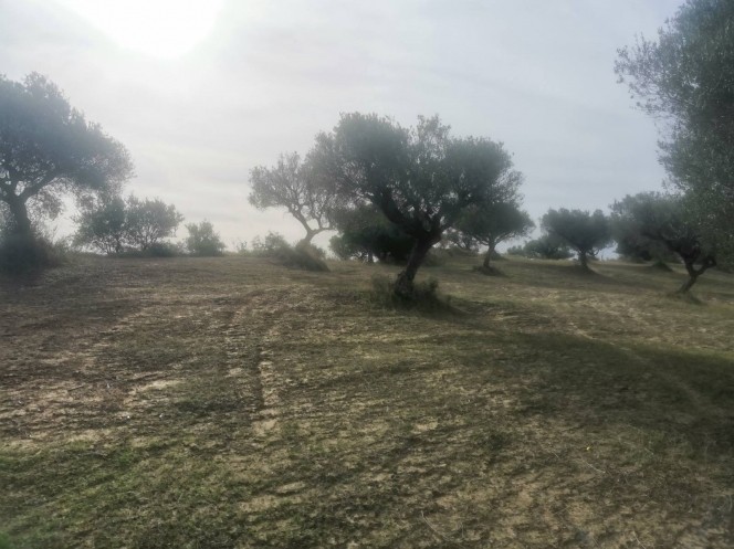 Αγροτεμάχια 7.231 τ.μ. προς πώληση, Μολύκρειο