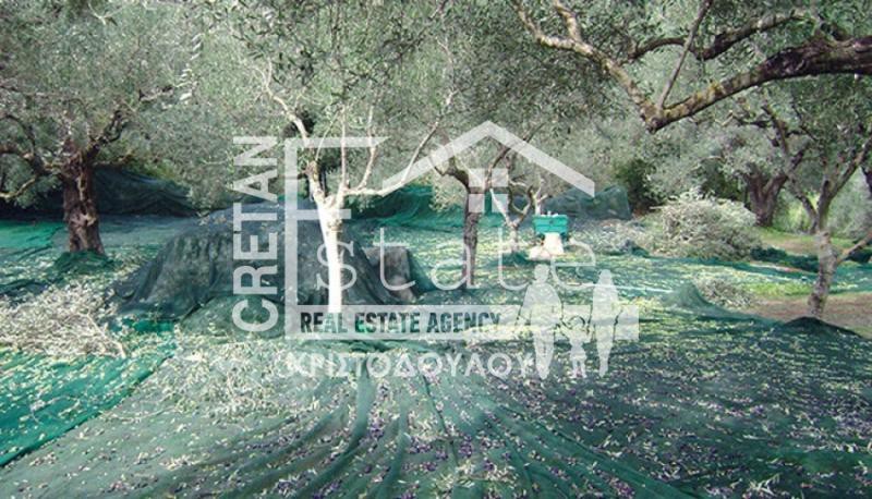 Αγροτεμάχια 4.264 τ.μ. προς πώληση, Κάτω Χωριό Ιεράπετρας