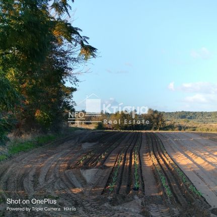 Αγροτεμάχια 4.340 τ.μ. για πώληση, Ν. Ηλείας, Πύργος