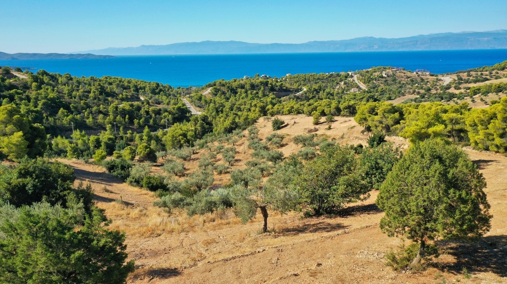 Αγροτεμάχια 32.636 τ.μ. προς πώληση, Βερβερούδα