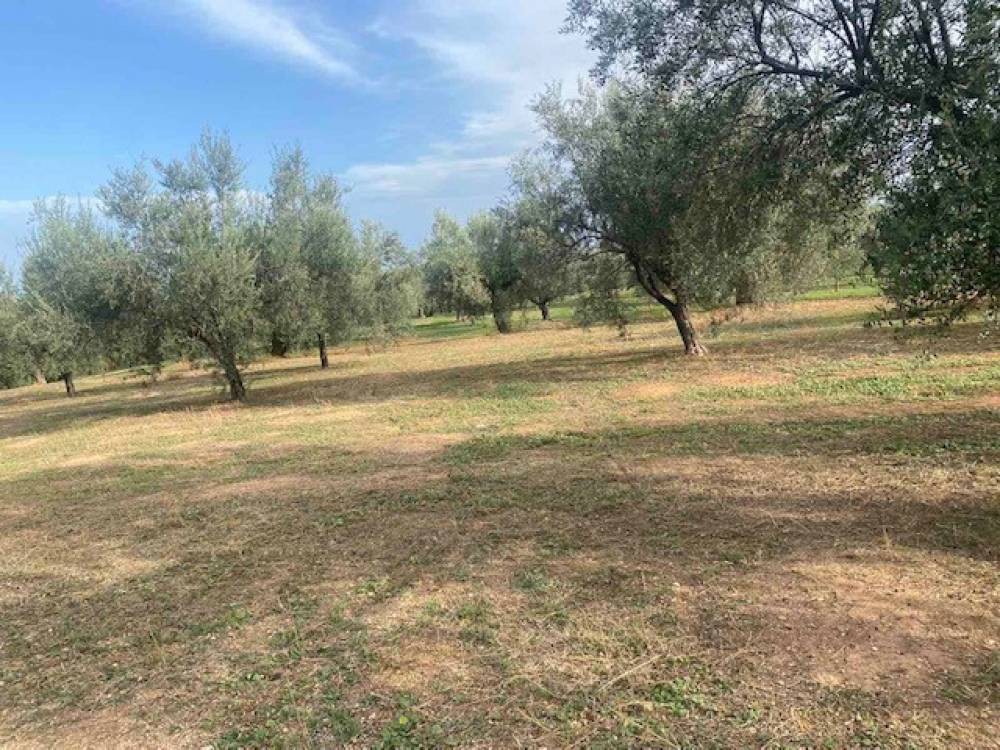 Αγροτεμάχια 5.591 τ.μ. πρός πώληση, Κορινθία, Βέλο