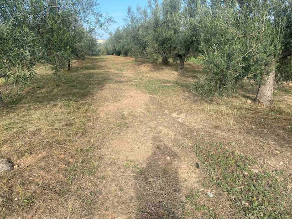Αγροτεμάχια 5.591 τ.μ. πρός πώληση, Κορινθία, Βέλο