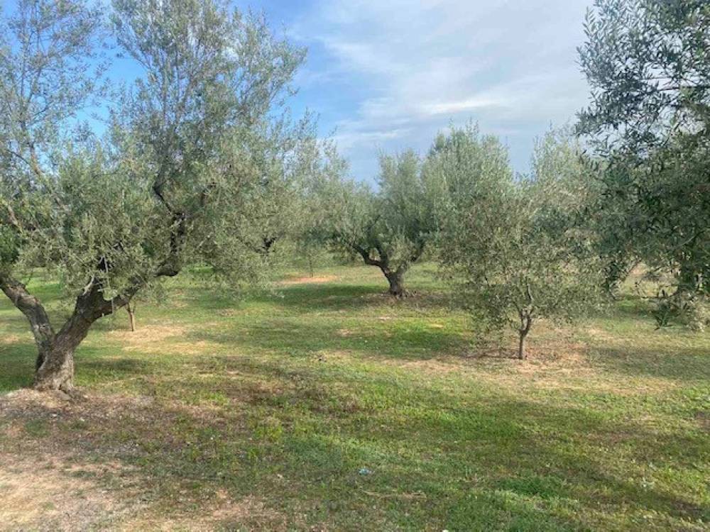 Αγροτεμάχια 5.591 τ.μ. πρός πώληση, Κορινθία, Βέλο