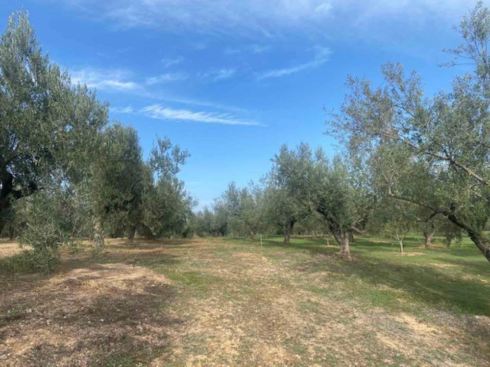 Αγροτεμάχια 5.591 τ.μ. πρός πώληση, Κορινθία, Βέλο