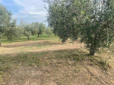 Αγροτεμάχια 5.591τ.μ. για πώληση-Βέλο » Ταρσινά