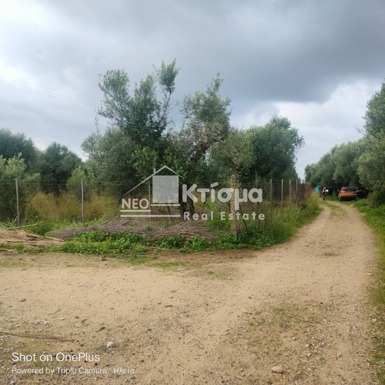 Οικόπεδο 10.637 τ.μ. προς πώληση, Άγιος Ηλίας Πύργου