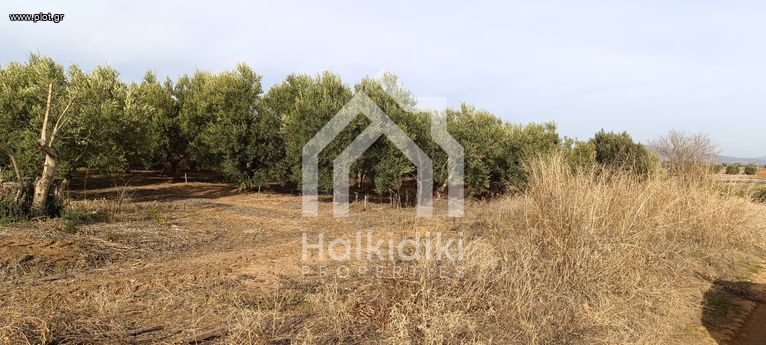 Parcel 4.000 sqm for sale, Chalkidiki, Triglia